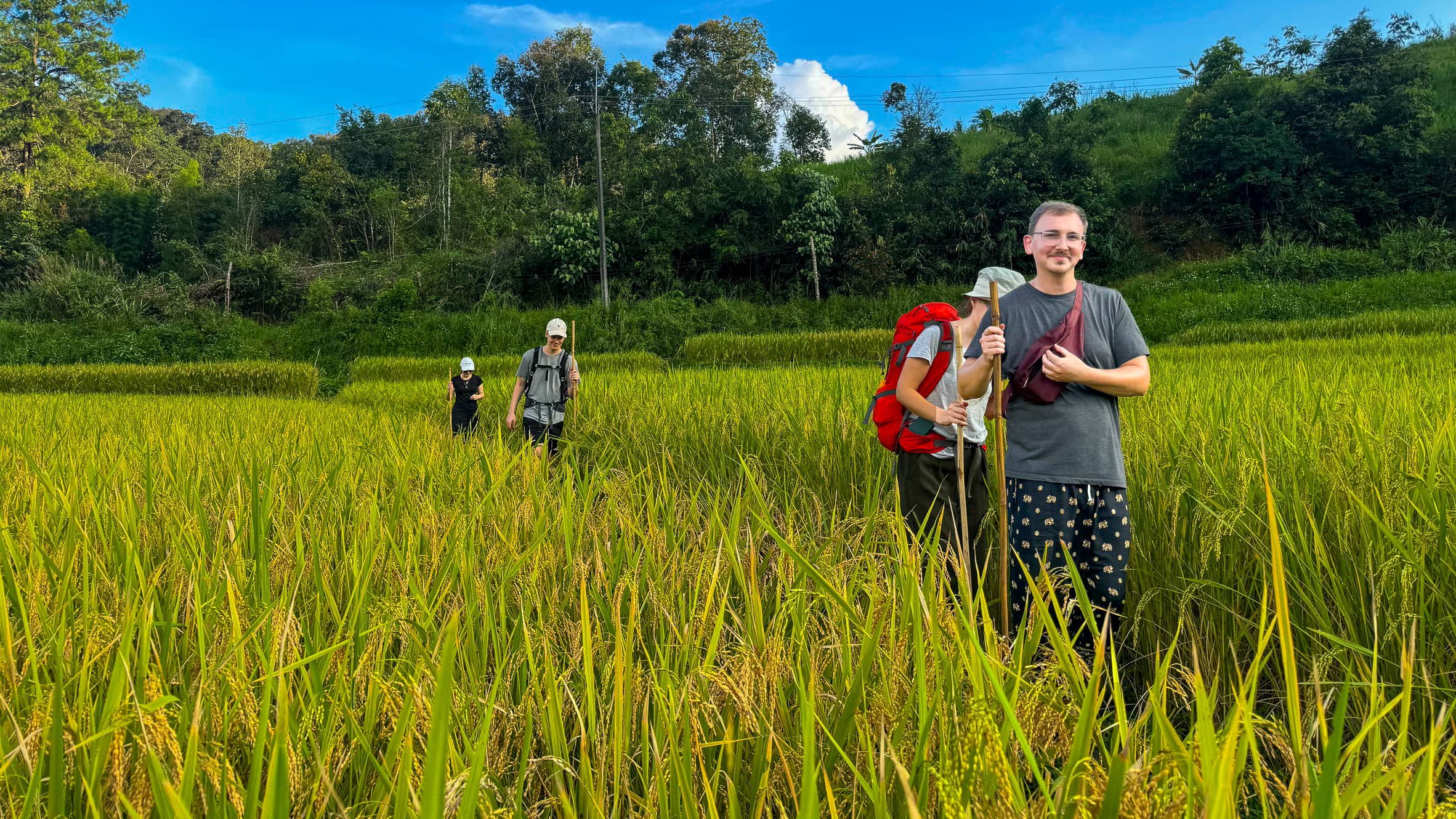 Group of trekkers walking through lush green rice fields under a bright blue sky in northern Thailand.
